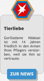 ZUR NEWS Tierliebe  Gorilladame Ndakasi ist mit 14 Jahren friedlich in den Armen ihres Pflegers verstor-ben, weil sie ihm so vertraute.