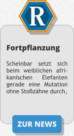 ZUR NEWS Fortpflanzung  Scheinbar setzt sich beim weiblichen afri-kanischen Elefanten gerade eine Mutation ohne Stoßzähne durch,